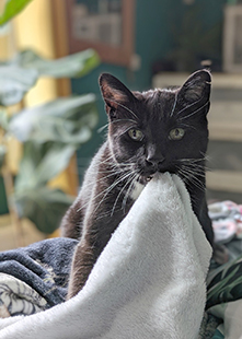 black cat holding blanket in its mouth